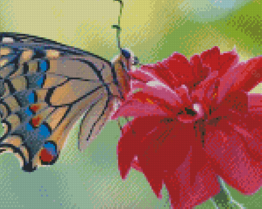 Colorful Butterfly On Pink Flower Diamond Paintings