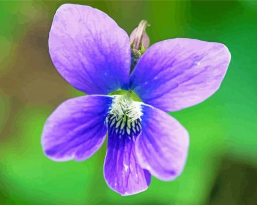 Common Blue Violet Diamond Painting