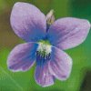 Common Blue Violet Diamond Paintings