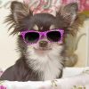 Cool Chihuahua With Glasses Diamond Painting