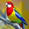 Eastern Rosella Diamond Painting