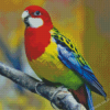 Eastern Rosella Diamond Paintings