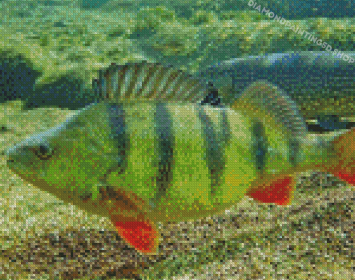 European Perch Underwater Diamond Paintings