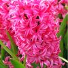 Fuschia Hyacinth Diamond Painting