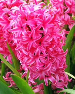 Fuschia Hyacinth Diamond Painting