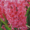 Fuschia Hyacinth Diamond Paintings