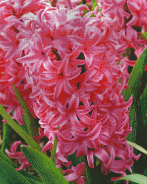 Fuschia Hyacinth Diamond Paintings