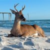 Landscape Stag On A Beach Diamond Painting