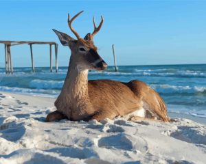 Landscape Stag On A Beach Diamond Painting