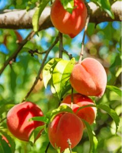 Peach Fruit Tree Diamond Painting