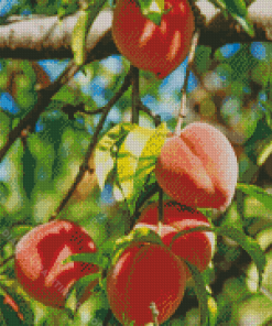 Peach Fruit Tree Diamond Paintings