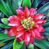 Pink Bromeliad Plant Diamond Painting