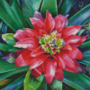 Pink Bromeliad Plant Diamond Paintings