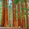 Sequoia National Park Diamond Painting