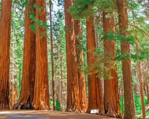 Sequoia National Park Diamond Painting