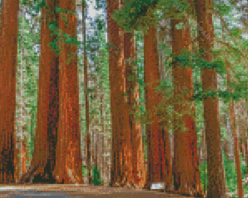 Sequoia National Park Diamond Paintings