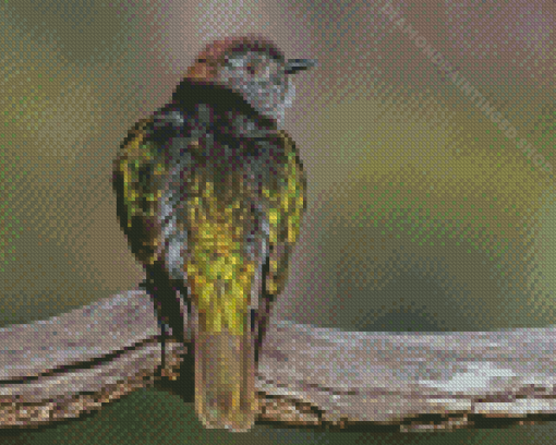 Shining Bronze Cuckoo Diamond Paintings