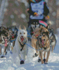 Sled Dog Race Diamond Paintings