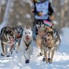 Sled Dog Race Diamond Painting