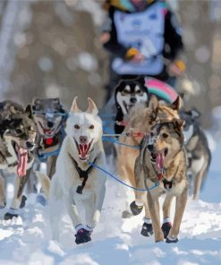 Sled Dog Race Diamond Painting