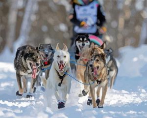 Sled Dog Race Diamond Painting