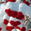 Snow Red Rowan Berries Diamond Painting