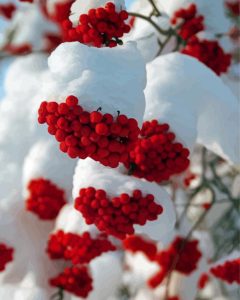 Snow Red Rowan Berries Diamond Painting