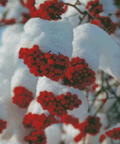 Snow Red Rowan Berries Diamond Paintings
