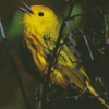 The Yellow Warbler Bird Diamond Paintings