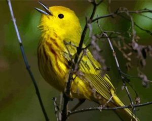 The Yellow Warbler Bird Diamond Painting