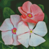 White And Pink Periwinkles Diamond Paintings