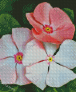 White And Pink Periwinkles Diamond Paintings