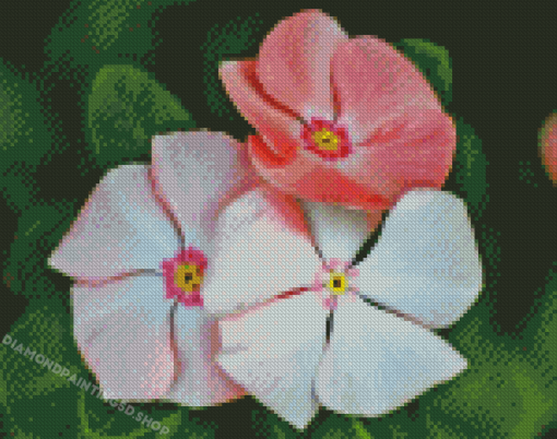 White And Pink Periwinkles Diamond Paintings