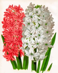 White And Red Hyacinth Art Diamond Painting