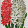 White And Red Hyacinth Art Diamond Paintings