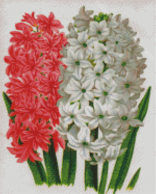 White And Red Hyacinth Art Diamond Paintings
