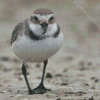 Wrybill Bird Diamond Paintings