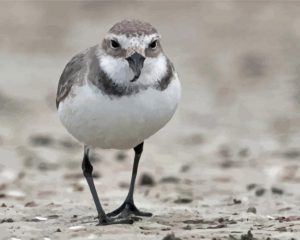 Wrybill Bird Diamond Painting