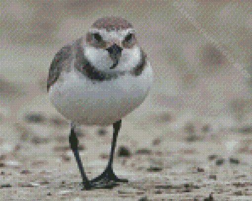 Wrybill Bird Diamond Paintings