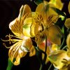 Yellow Alstroemeria Plant Diamond Painting