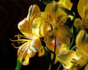 Yellow Alstroemeria Plant Diamond Painting