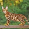 Aesthetic Bengal Diamond Painting