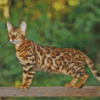 Aesthetic Bengal Diamond Paintings