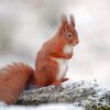 Aesthetic Red Squirrel On A Branch Diamond Painting