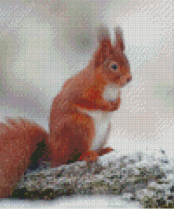 Aesthetic Red Squirrel On A Branch Diamond Paintings
