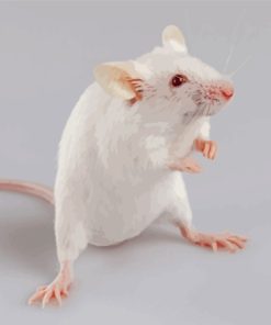 Albino Mice Animal Diamond Painting