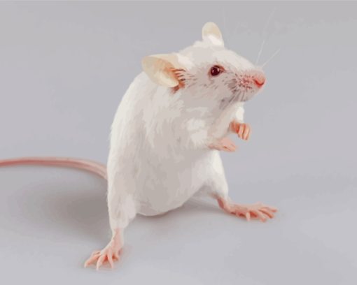 Albino Mice Animal Diamond Painting