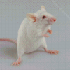 Albino Mice Animal Diamond Paintings