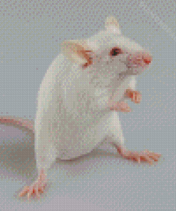 Albino Mice Animal Diamond Paintings