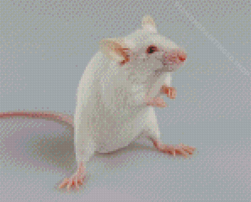 Albino Mice Animal Diamond Paintings